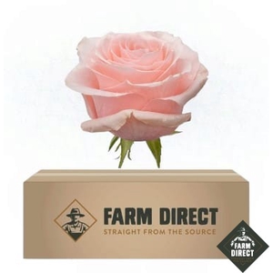 R GR BE SWEET (BOX)