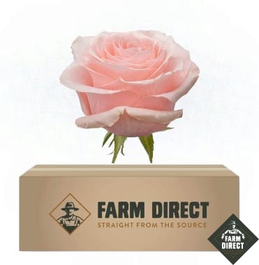 <h4>R GR BE SWEET (BOX)</h4>