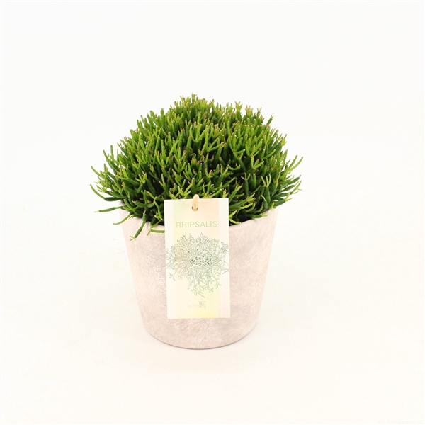 <h4>Rhipsalis hatiora in keramiek Amy</h4>