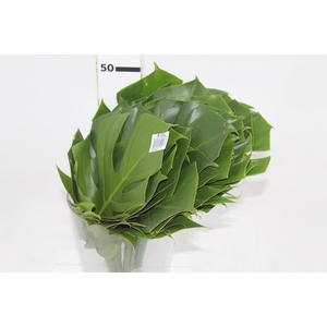 FOLHAGEM MONSTERA DELICIOSA 020 CM