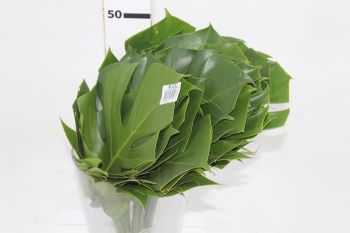 <h4>FOLHAGEM MONSTERA DELICIOSA 020 CM</h4>