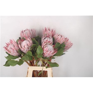 Protea Cynaroides M