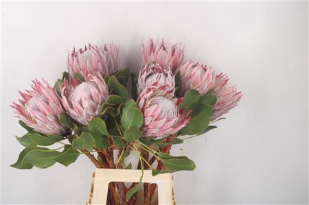 <h4>Protea Cynaroides M</h4>