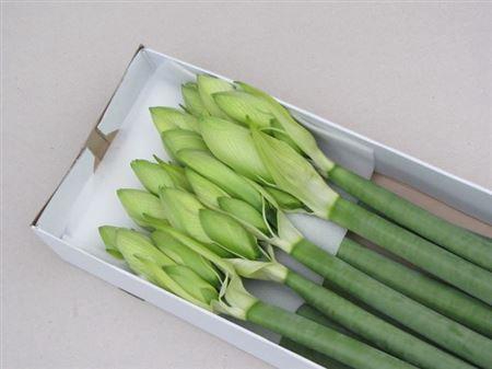 <h4>Hipp Ga Himalaya</h4>