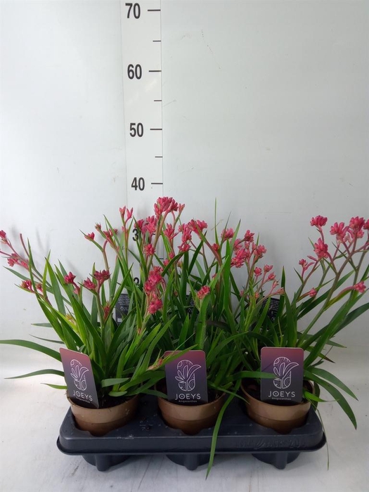 <h4>Anigozanthos   ...</h4>