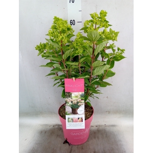 Hydrangea pan. 'Pinklight'