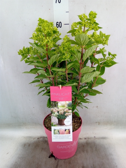<h4>Hydrangea pan. 'Pinklight'</h4>