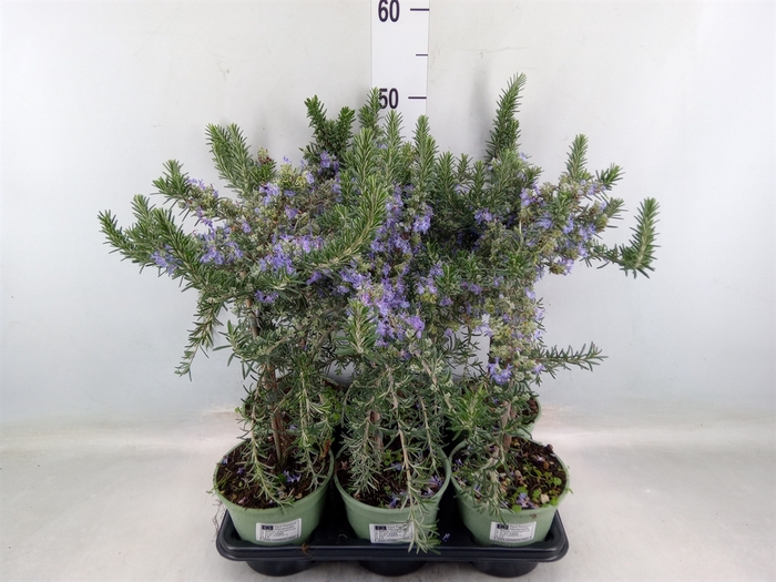 <h4>Rosmarinus officinalis 'Prostratus'</h4>