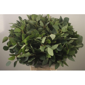 Euc Populus Blad Per Bunch Za Spray