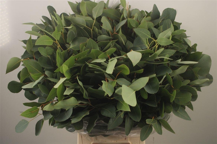 <h4>Euc Populus Blad Per Bunch Za Spray</h4>