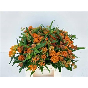 ASCLEPIAS TUBEROSA