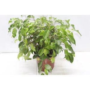 FICUS BENJAMINA P17