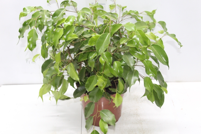 <h4>FICUS BENJAMINA P17</h4>