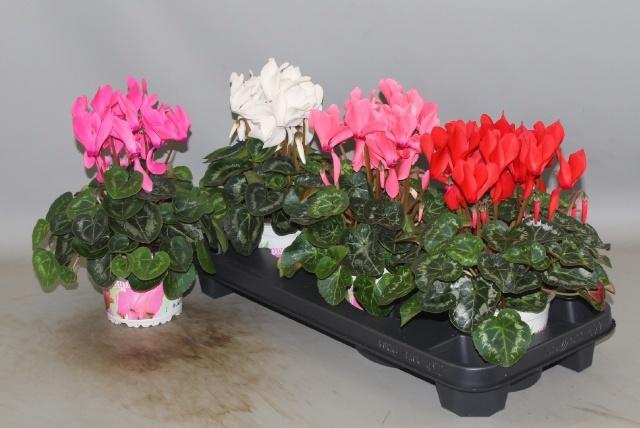 <h4>CYCL GR SUP XL</h4>