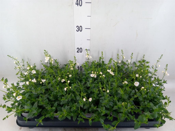 <h4>Diascia barberae</h4>