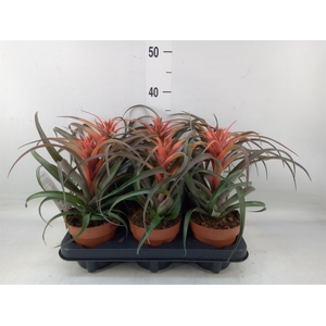 Tillandsia capitata 'Hermosa'