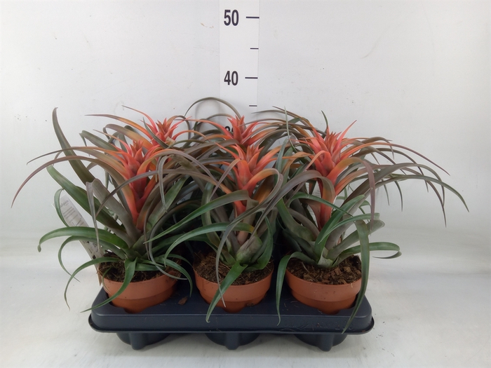<h4>Tillandsia capitata 'Hermosa'</h4>