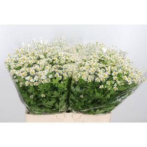 Tanacetum Pa Single Vegmo