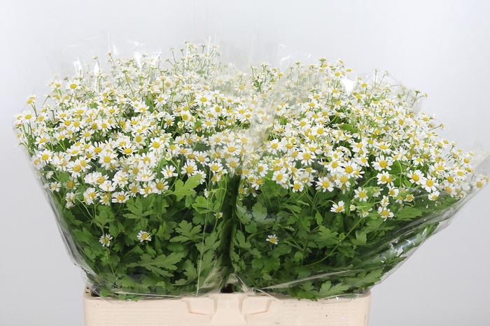 <h4>Tanacetum Pa Single Vegmo</h4>