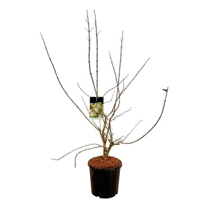 Heptacodium miconioides