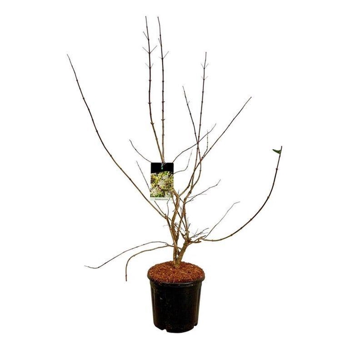 <h4>Heptacodium miconioides</h4>