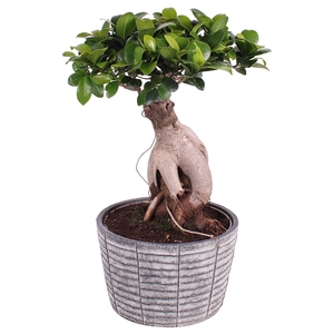 Ficus m. Ginseng ø18cm in ø20cm Rustic Touch Nº362