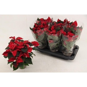 EUPHOR P FANTAS STAR