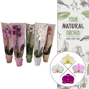 Color Collection | Ton Sur Ton Mix | Phalaenopsis 1 spike