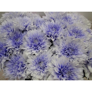 Chr G Undercover Pastel Lilac