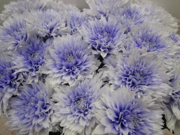 <h4>Chr G Undercover Pastel Lilac</h4>