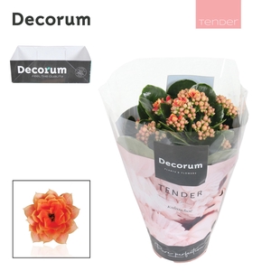 Kalanchoe Decorum TENDER - Serenity Peach