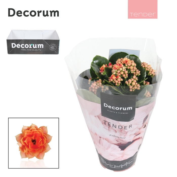 <h4>Kalanchoe Decorum TENDER - Serenity Peach</h4>