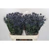 Eryngium Blue Dynamite