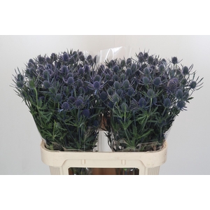 Eryngium Blue Dynamite