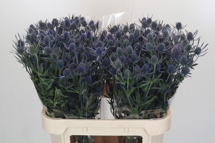 Eryngium Blue Dynamite