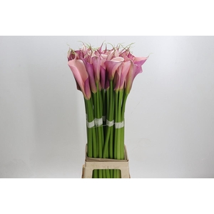 Zantedeschia Eydolls Purple Pink