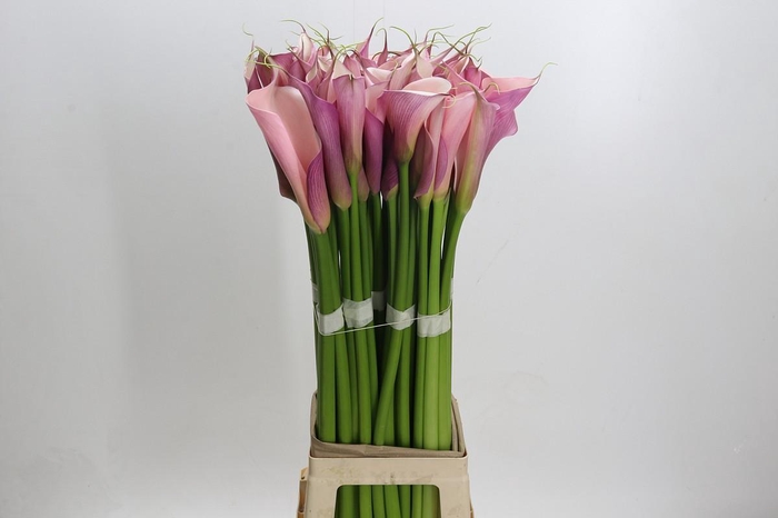 Zantedeschia Eydolls Purple Pink