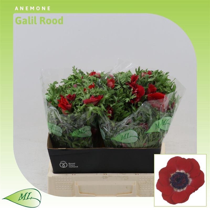 <h4>ANEMONE GALIL ROOD</h4>