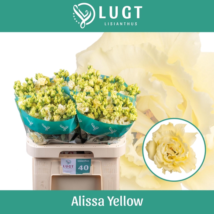 <h4>EUS G ALISSA YELLOW</h4>