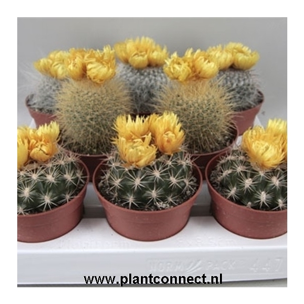 <h4>65 Gele bloem sier (droogbloem) 8,5 cm</h4>