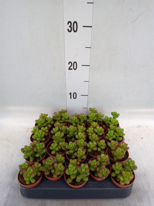 <h4>Sedum   ...</h4>