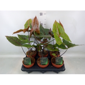 Cyrtosperma johnstonii