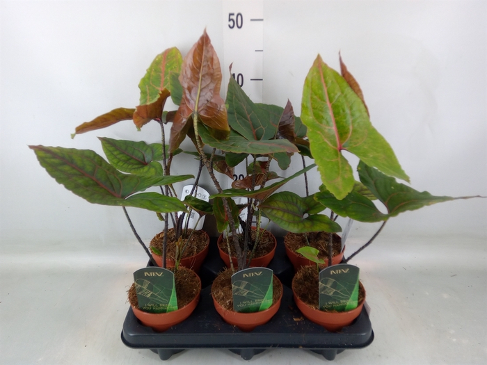 <h4>Cyrtosperma johnstonii</h4>