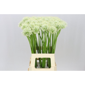 Allium Mount Everest