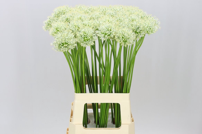 <h4>Allium Mount Everest</h4>