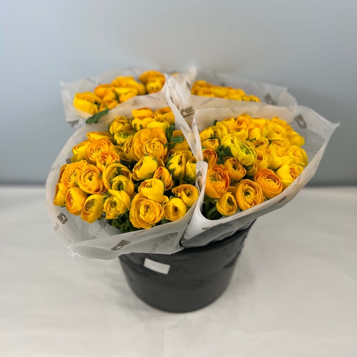 RANUNCOLI YELLOW