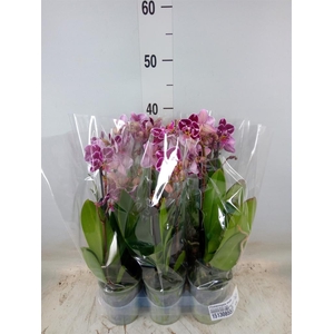 Phalaenopsis multi.   ...