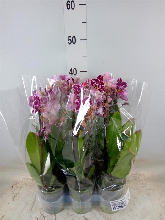 <h4>Phalaenopsis multi.   ...</h4>