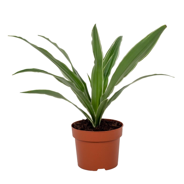 <h4>Dracaena fr de 'Warneckei'</h4>