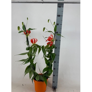 GLORIOSA ROTHSCHILD